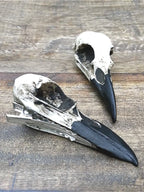 Dark Gothic Raven Skull Hair Accs
